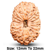 17 (सप्तदश) Mukhi Rudraksha